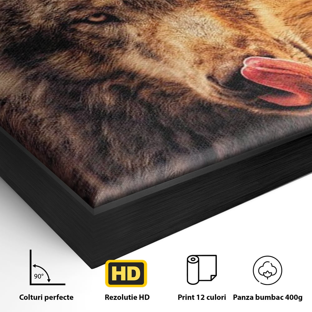 Detaliu al suprafetei: tablou canvas cu lup salbatic la apus, in rama de aluminiu negru